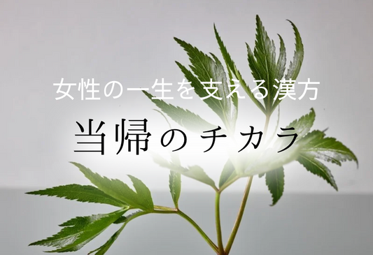 🌿当帰は、女性の一生を支える漢方ハーブ