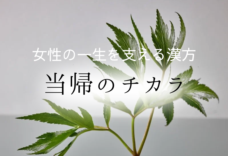 🌿当帰は、女性の一生を支える漢方ハーブ